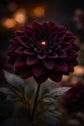 Dahlia Squeezable Wax