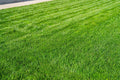 Fresh Cut Grass 10oz Candle