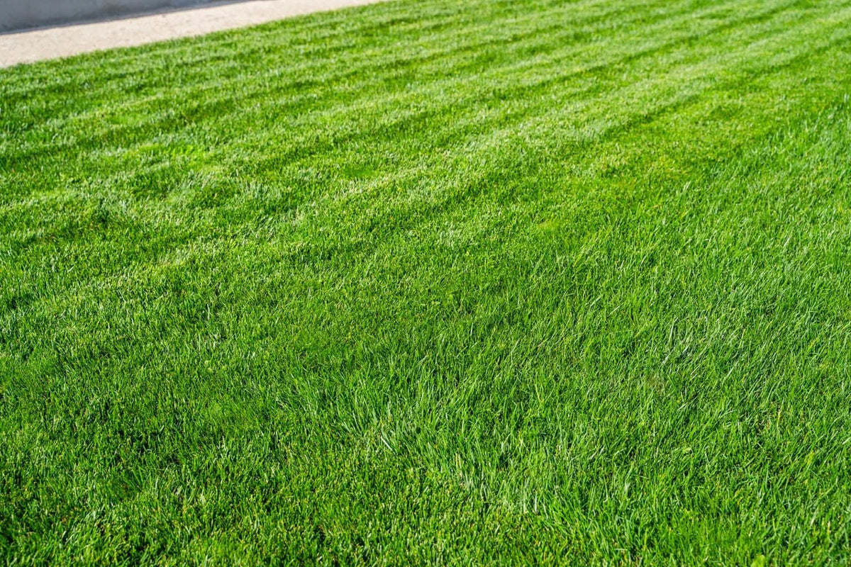Fresh Cut Grass Wax Melt