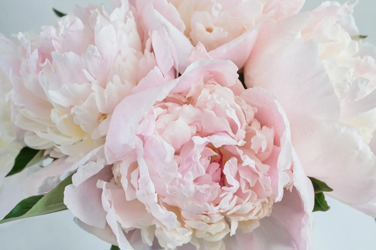 Whispers of Peony Wax Melt